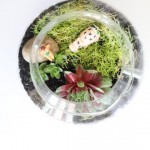 amp_terrarium_IMG_8631