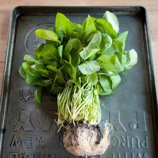 Watercress