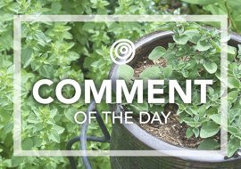 Oregano in a pot - Comment of the Day