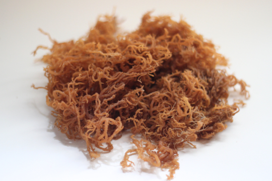 Irish Moss