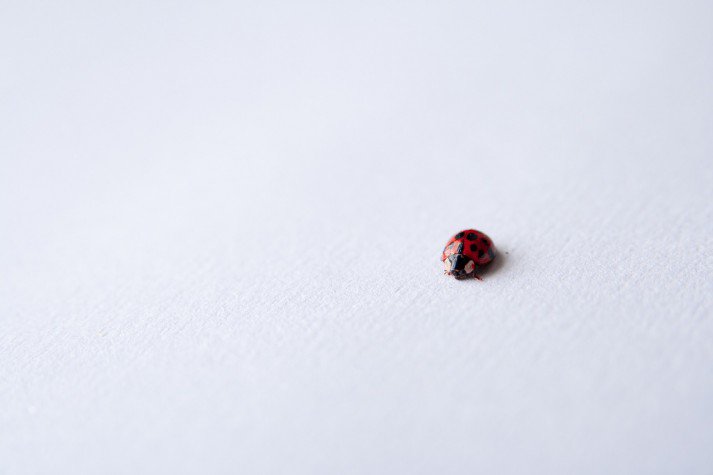 ladybug