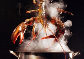 Lobster Being Dunked into a Steaming Pot