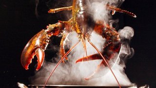 Lobster Being Dunked into a Steaming Pot