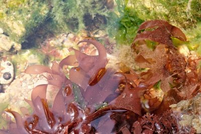 Dulse Seaweed Plant