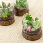 Mini Succulent Centerpiece