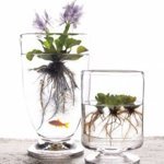 Aquatic plant centerpieces