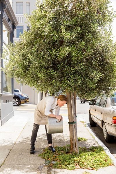 The chef Melissa Perello douses an olive tree with used cooking water outside Octavia, her new restaurant in San Francisco