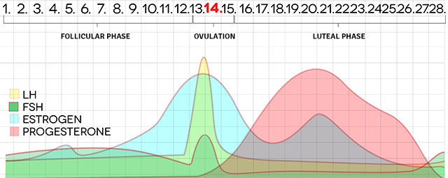 menstrual-cycle-chart-shutterstock_180052262-640x255