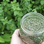 Dried Oregano in Hand