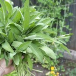 Handful of Sage Leaves