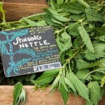 stinging-nettle1