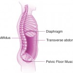 connectionbreath-multifidus-tva-diaphragm-pf-640