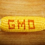 GMO-corn-2