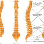 spine-anatomy-shutterstock_216057970-640x457